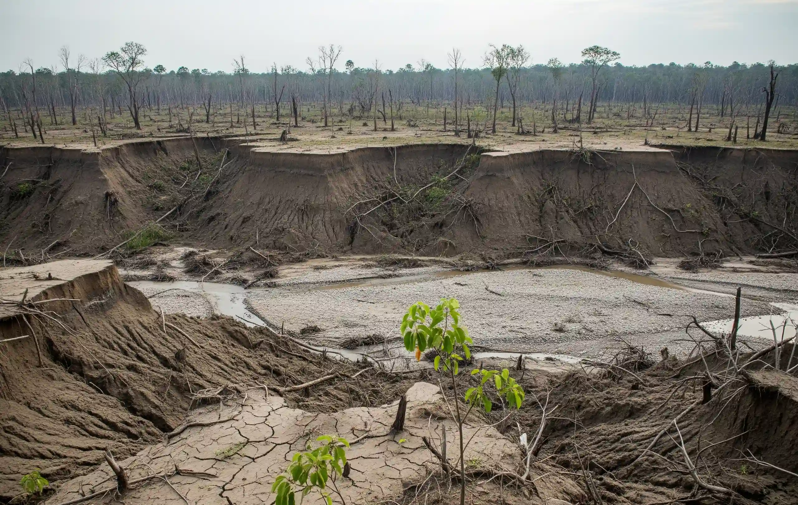Deforestation